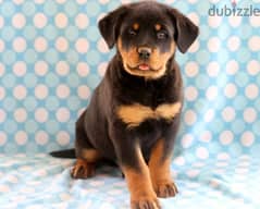 Whatsapp Me (+966 58899 3320) Rottweiler Puppies