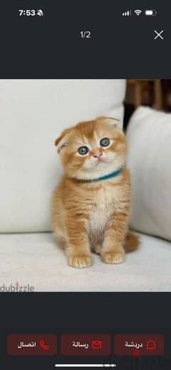 Scottish fold kittens WhatsApp+971568830304