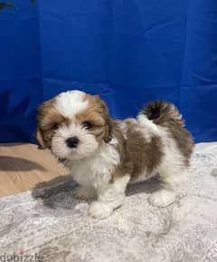 Whatsapp Me (+966 58899 3320) Shih Tzu Puppies 0