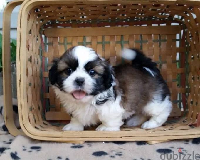 Whatsapp Me (+966 58899 3320) Shih Tzu Puppies 1