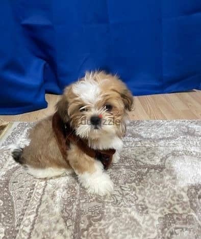 Whatsapp Me (+966 58899 3320) Shih Tzu Puppies 1