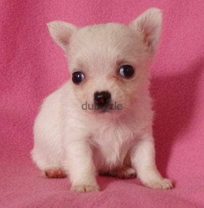 Whatsapp Me (+966 58899 3320) Chihuahua Puppies 0