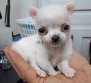 Whatsapp Me (+966 58899 3320) Chihuahua Puppies 1