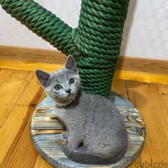 Russian Blue Kitten