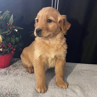 Golden Retriever Puppies