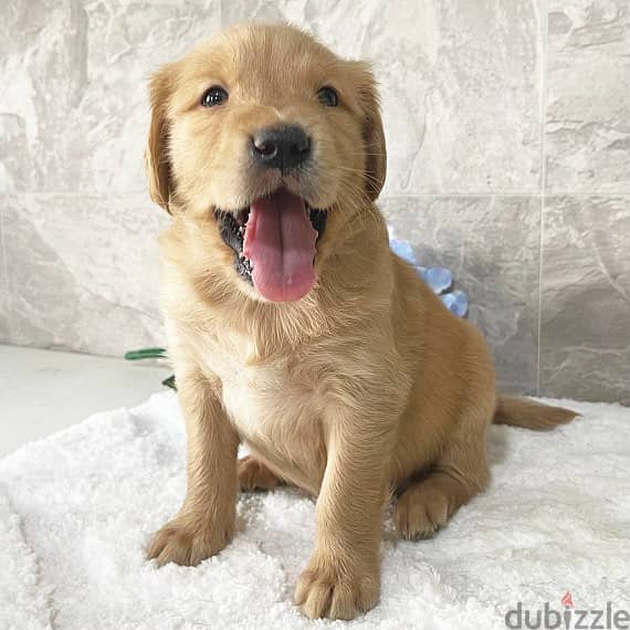 Golden Retriever Puppies 1