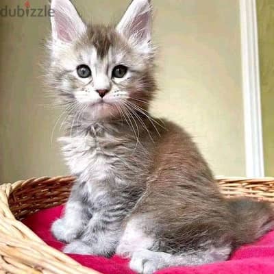 Maine coon kitten