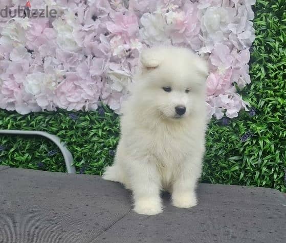 Whatsapp Me (+972 55507 4990) Samoyed Puppies 1