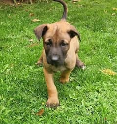 Whatsapp Me (+966 58392 1348) Belgian Malinois Puppies 0