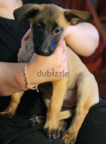 Whatsapp Me (+966 58392 1348) Belgian Malinois Puppies 0