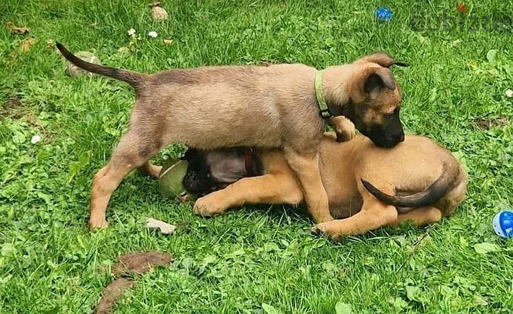 Whatsapp Me (+966 58392 1348) Belgian Malinois Puppies 1