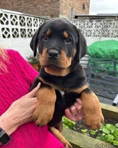 Whatsapp Me (+966 58899 3320) Rottweiller Puppies 0