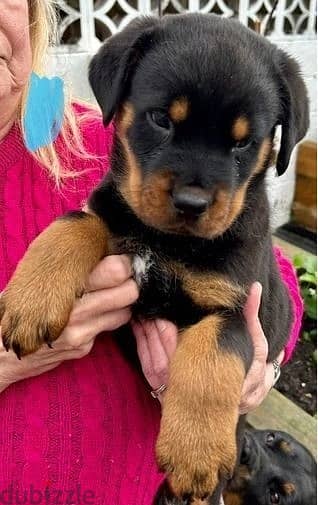 Whatsapp Me (+966 58899 3320) Rottweiller Puppies 1