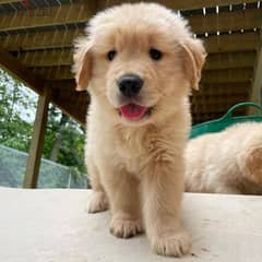 Golden Retriever puppies