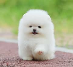 Pomeranian