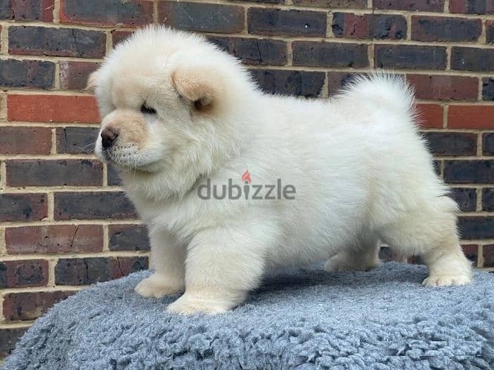 Whatsapp Me (+966 58392 1348) Chow Chow Puppies 1