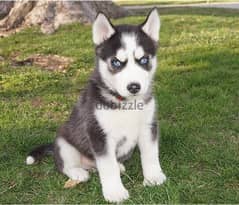 Whatsapp Me (+966 58899 3320) Siberian Husky Puppies 0