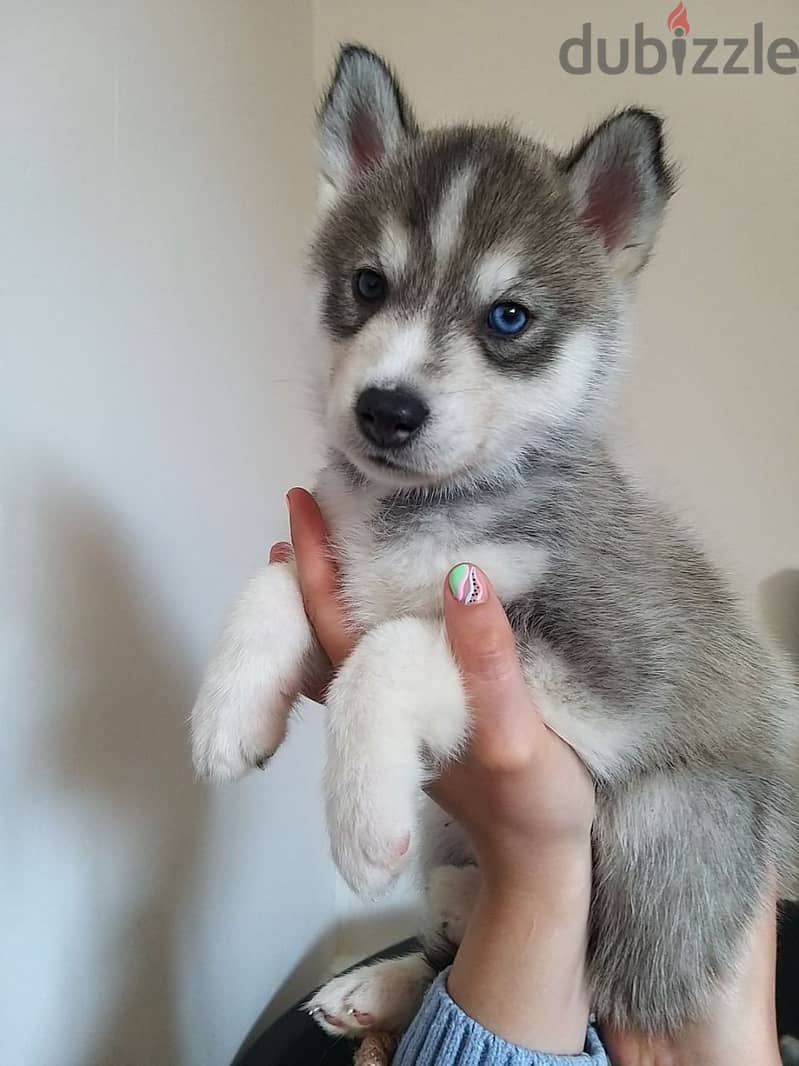 Whatsapp Me (+966 58899 3320) Siberian Husky Puppies 1