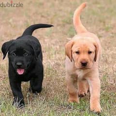 Labrador puppies 0