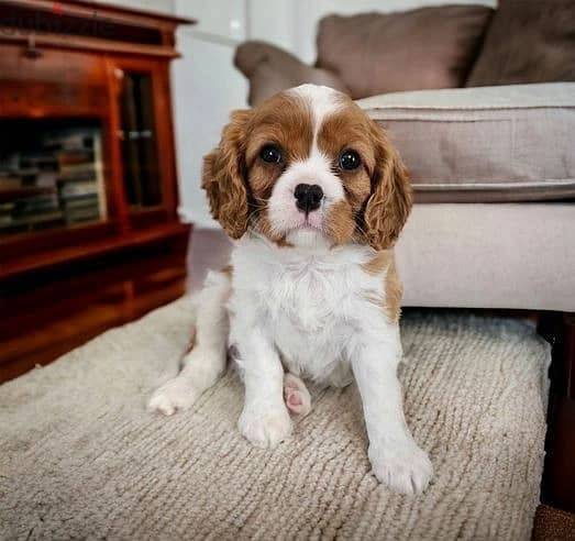 Whatsapp Me (+966 58392 1348) Cavalier King Spaniel Puppies 0