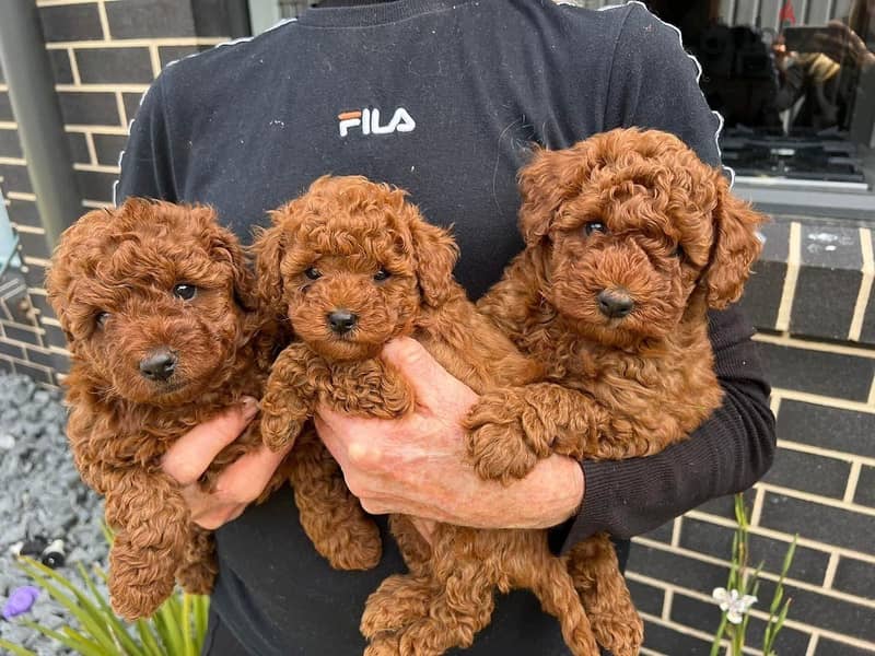 Whatsapp Me (+972 55507 4990) Toy Poodle Puppies 0