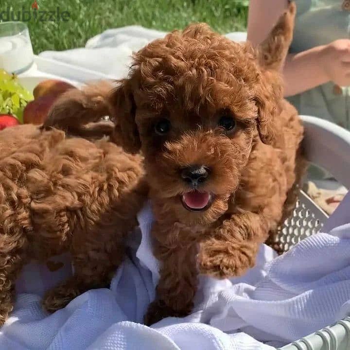 Whatsapp Me (+972 55507 4990) Toy Poodle Puppies 1