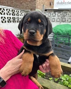 Whatsapp Me (+966 58899 3320) Rottweiler Puppies