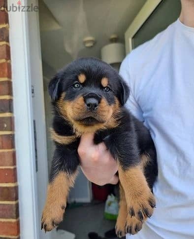 Whatsapp Me (+966 58899 3320) Rottweiler Puppies 1