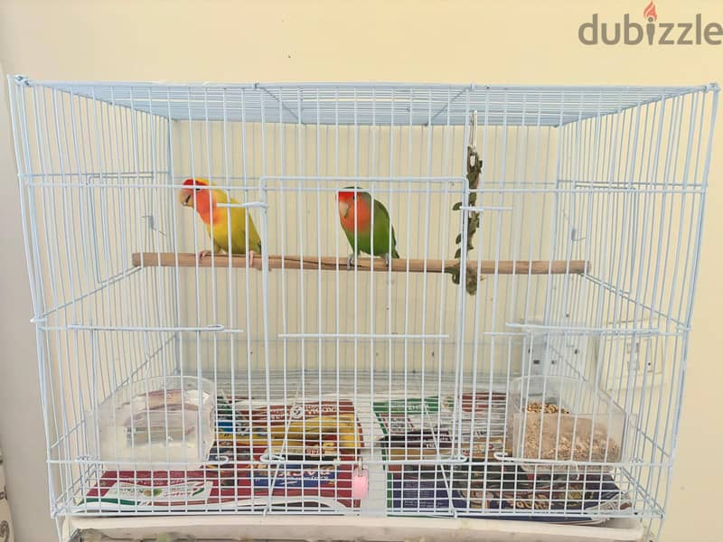 Cute Beautiful Love Birds 3 months 1