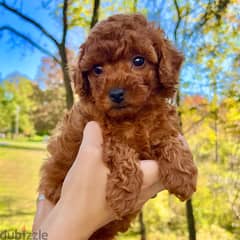 Toy poodle WhatsApp +4917629216066 for more