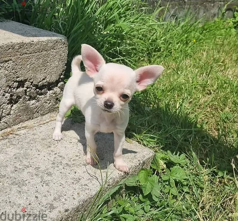 Chihuahua Puppies 0