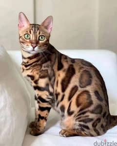 Bengal kittens available