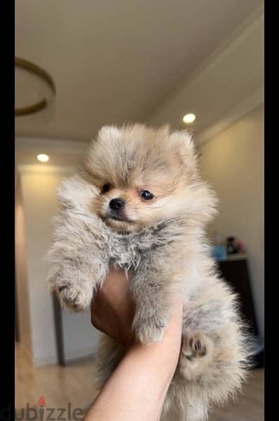 Male Pom for sale . WHATSAPP +1 (484),718‑9164‬