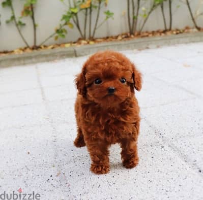 Mini PooDle for sale