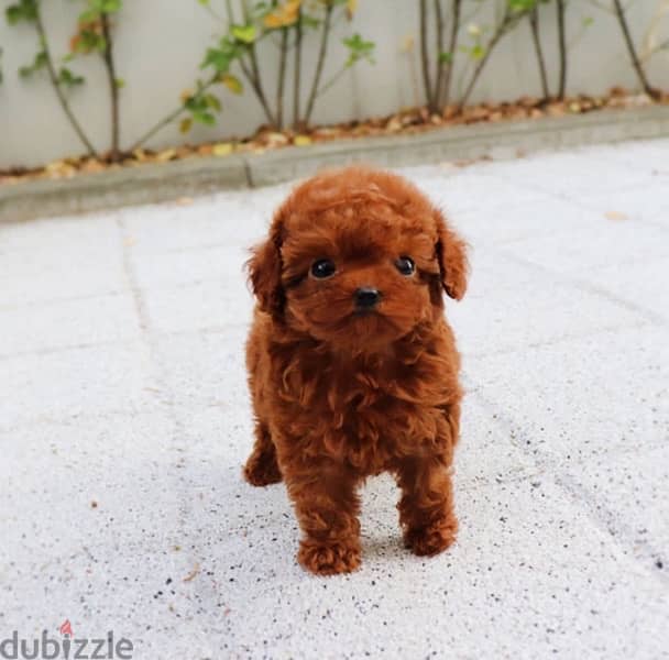 Mini PooDle for sale 0