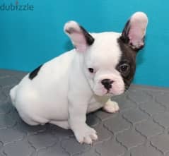 French Bull Dog 0