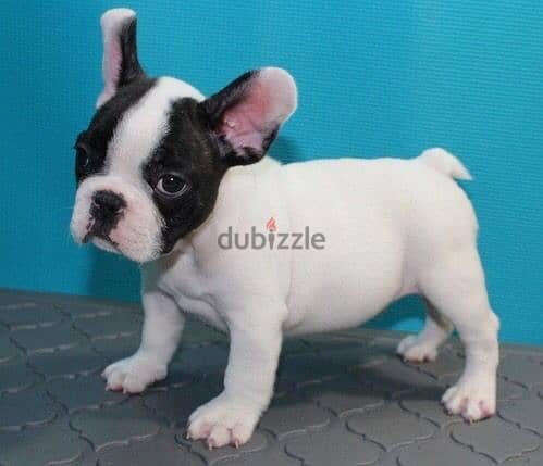 French Bull Dog 1