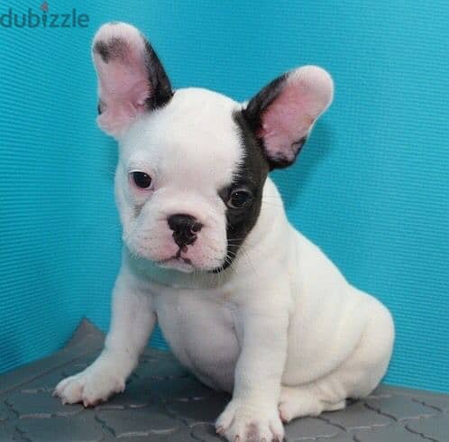 French Bull Dog 2