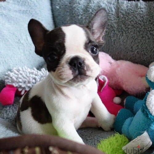 French Bull Dog 3