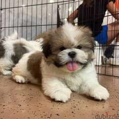 Shih tzu puppies  WhatsApp+971568830304 0