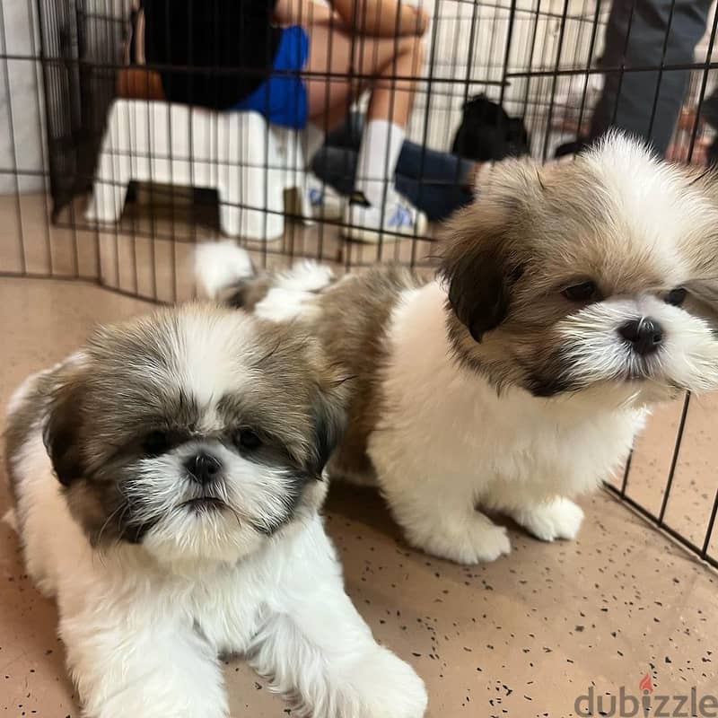 Shih tzu puppies  WhatsApp+971568830304 1