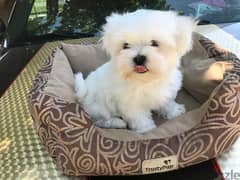 Beautiful Maltese female and male ready