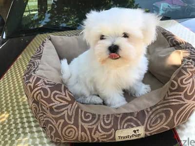 Beautiful Maltese female and male ready