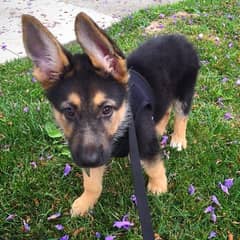 German Shepherd