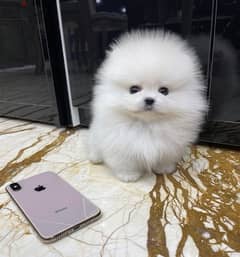 White PoMeranian for sale . . WhatsApp: +1(484,)-718‑9164‬