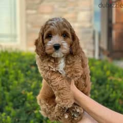 Cavapoo puppies available