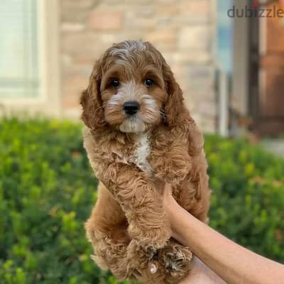 Cavapoo