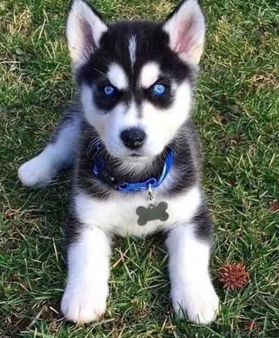 Siberian husky// WhatsApp +97455792932