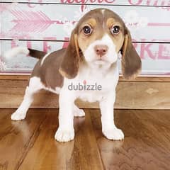 Beagle Puppies Available