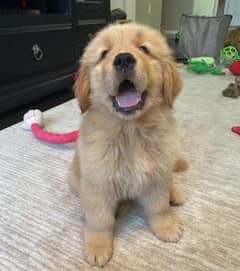 Male Golden Retriever 0